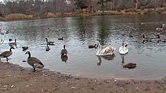 swans and geese in a pond