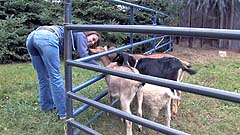 Mela gives some loving to other goats